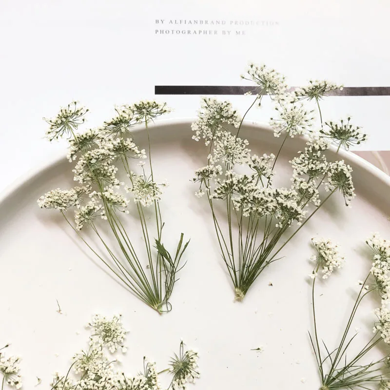 5-7cm/12pcs,Snow Tiny Flowers  - Craft Embellishments avaliação e preço