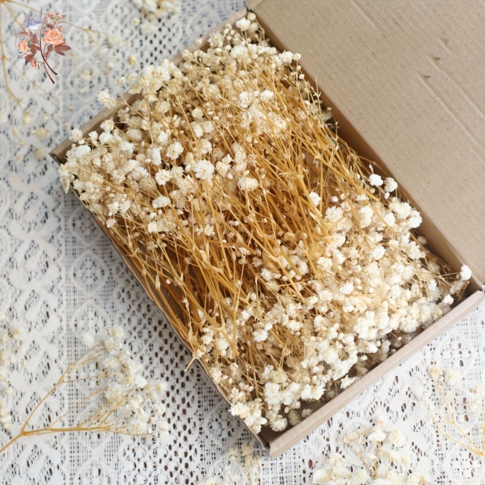 100pcs Mini Dried Baby's Breat - Craft Embellishments avaliação e preço