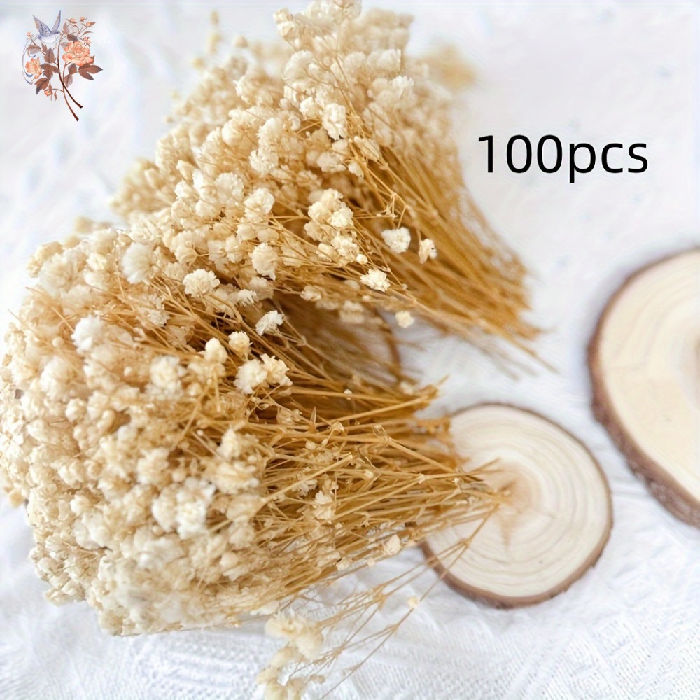 100pcs Mini Dried Baby's Breat - Craft Embellishments avaliação e preço